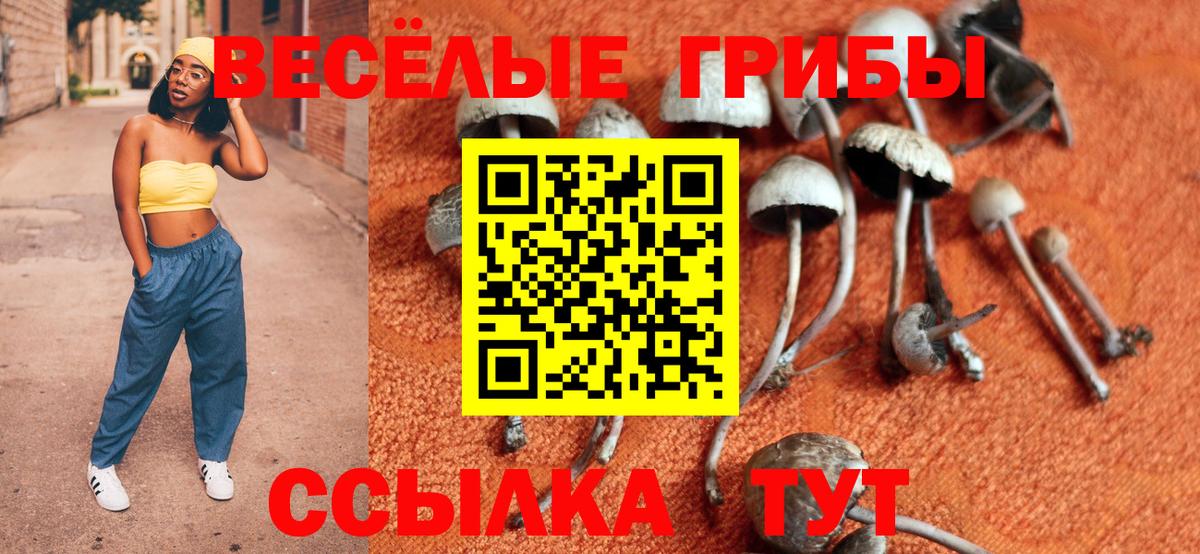 Галлюциногенные грибы Psilocybine cubensis Жуковский